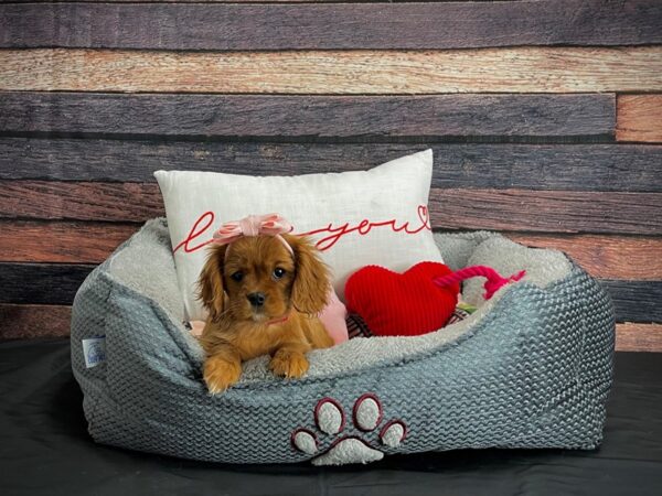 Cavalier King Charles Spaniel-DOG-Female-Ruby-24524-Petland Scottsdale, Arizona