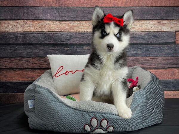 Siberian Husky-DOG-Female-Black and White-24525-Petland Scottsdale, Arizona