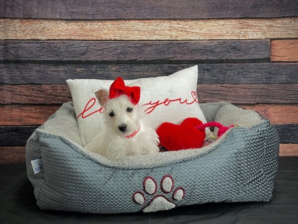 West Highland White Terrier-DOG-Female-White-24526-Petland Scottsdale, Arizona
