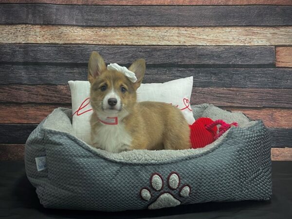 Pembroke Welsh Corgi-DOG-Female-Blue and White-24527-Petland Scottsdale, Arizona