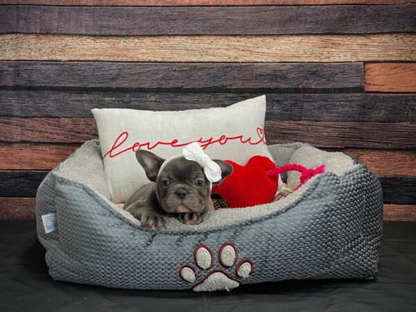 French Bulldog-DOG-Female-Blue-24528-Petland Scottsdale, Arizona