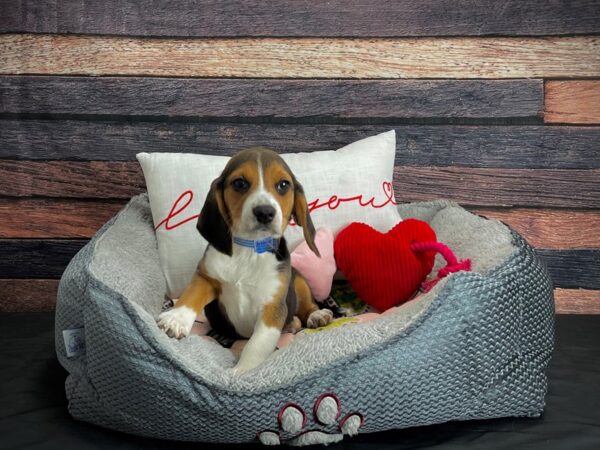 Beagle-DOG-Male-Black Tan and White-24529-Petland Scottsdale, Arizona