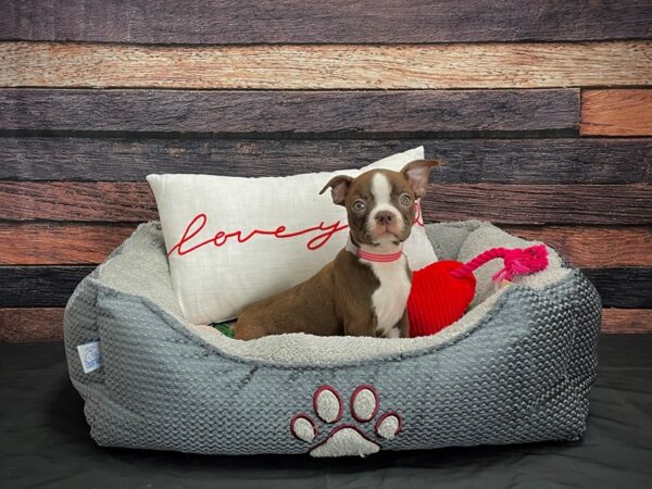 Boston Terrier-DOG-Female-Seal and White-24530-Petland Scottsdale, Arizona