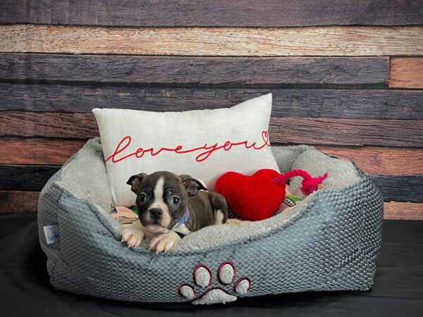 Boston Terrier-DOG-Male-Brindle and White-24531-Petland Scottsdale, Arizona