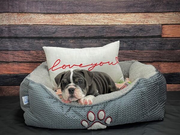 English Bulldog-DOG-Female-Blue and White-24532-Petland Scottsdale, Arizona