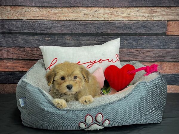 Havanese-DOG-Male-Gold Sable-24533-Petland Scottsdale, Arizona