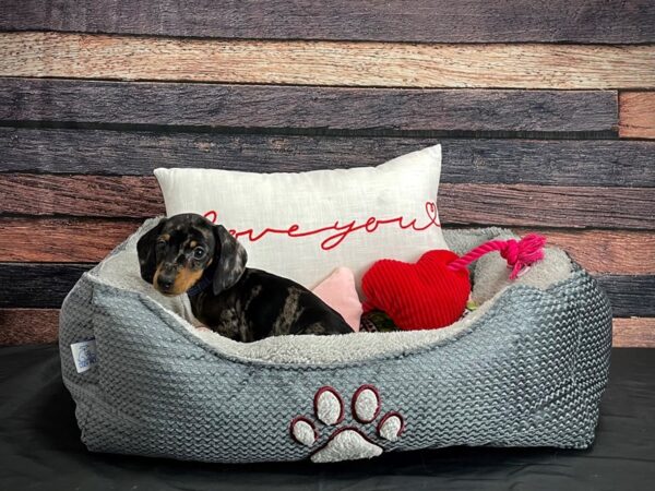 Dachshund-DOG-Male-Black / Tan-24534-Petland Scottsdale, Arizona