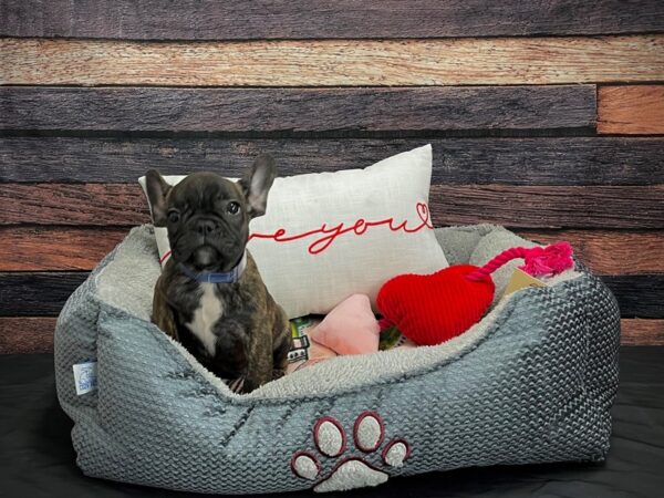 French Bulldog-DOG-Male-Brindle-24535-Petland Scottsdale, Arizona