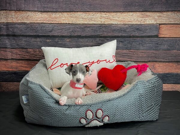Italian Greyhound-DOG-Female-White / Blue-24536-Petland Scottsdale, Arizona