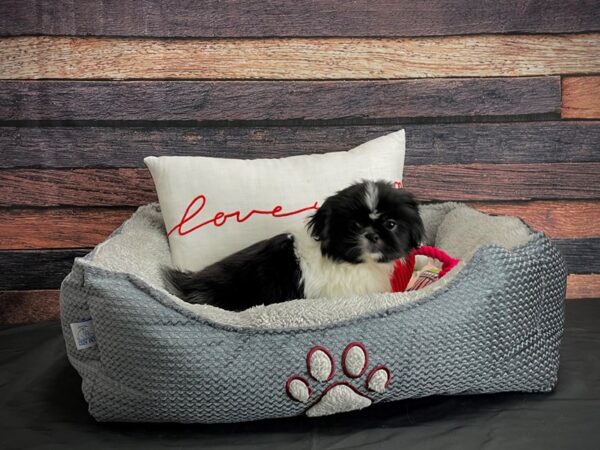 Pekingese-DOG-Female-White Black / Tan-24537-Petland Scottsdale, Arizona