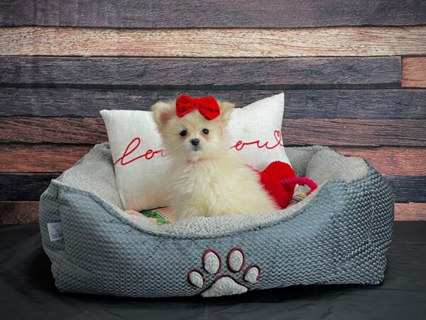 Pomeranian-DOG-Female-Cream-24538-Petland Scottsdale, Arizona