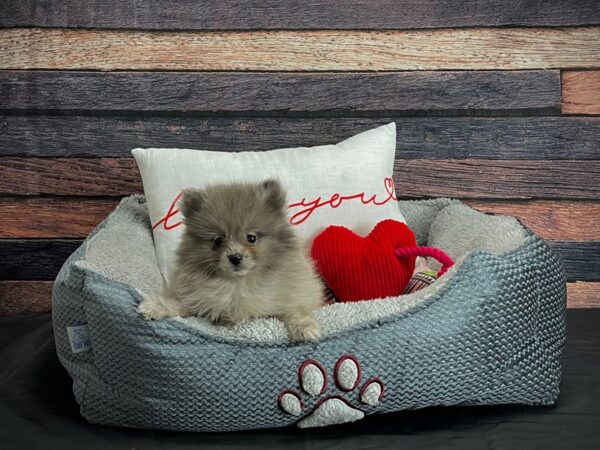 Pomeranian-DOG-Male-Blue Merle-24539-Petland Scottsdale, Arizona