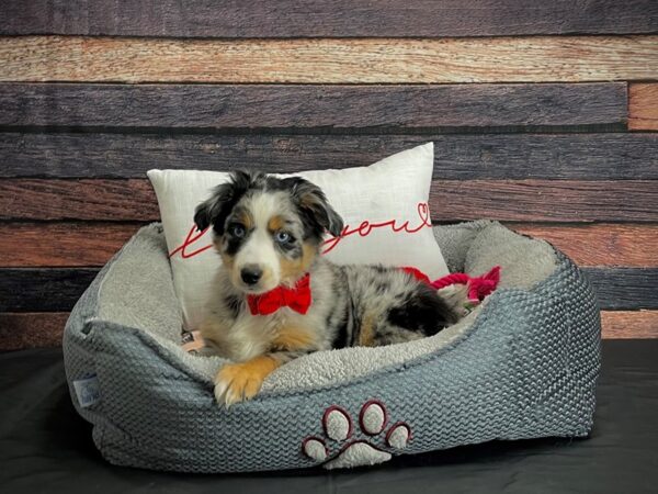 Miniature Australian Shepherd-DOG-Male-Blue Merle-24540-Petland Scottsdale, Arizona