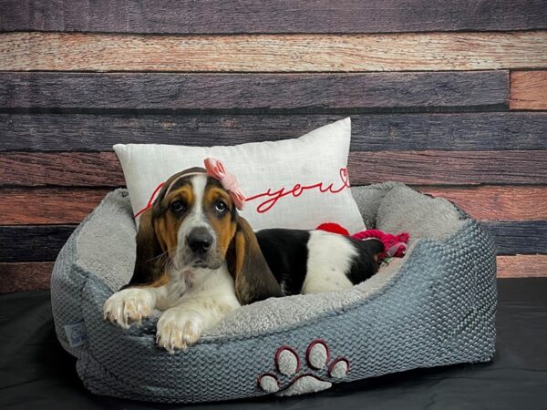 Basset Hound-DOG-Female-Black Tan / White-24541-Petland Scottsdale, Arizona
