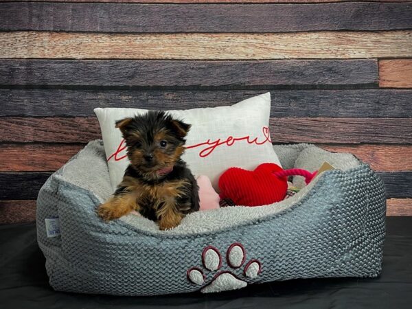 Yorkshire Terrier-DOG-Female-Black / Tan-24543-Petland Scottsdale, Arizona