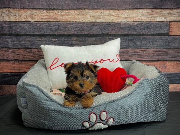 Yorkshire Terrier-DOG-Female-Black / Tan-24544-Petland Scottsdale, Arizona