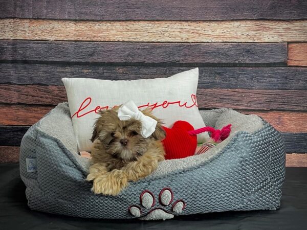 Shih Tzu-DOG-Female-Gold Sable-24542-Petland Scottsdale, Arizona
