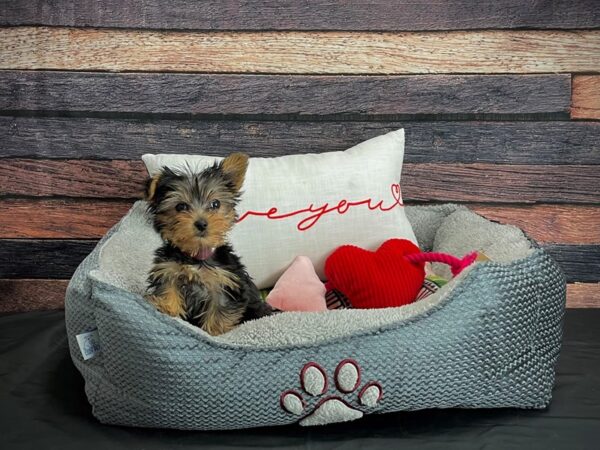 Yorkshire Terrier-DOG-Female-Black / Tan-24545-Petland Scottsdale, Arizona
