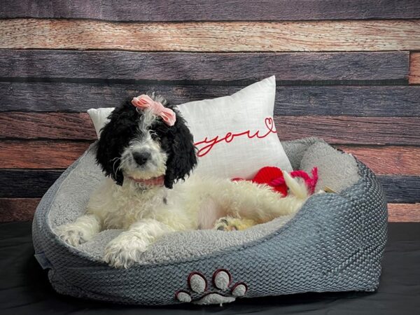 F1B Newfypoo-DOG-Female-White Black / Tan-24546-Petland Scottsdale, Arizona