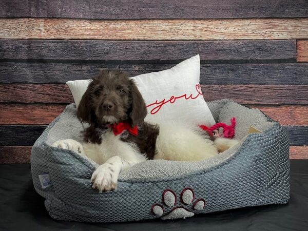 F1B Newfypoo-DOG-Male-White / Chocolate-24547-Petland Scottsdale, Arizona