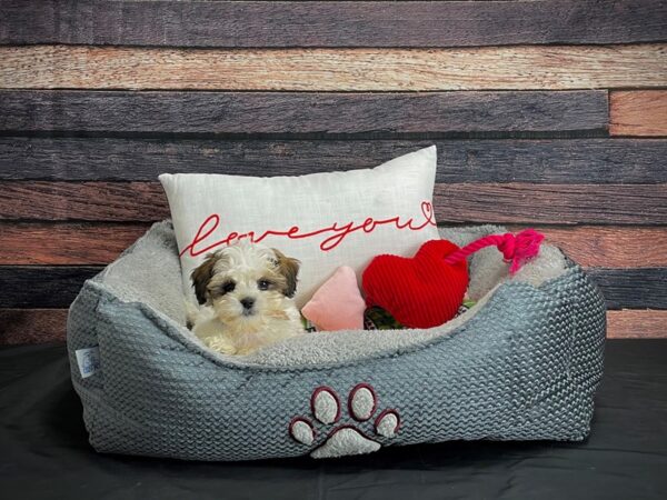 Poodle/Shih Tzu-DOG-Male-Tan / White-24548-Petland Scottsdale, Arizona