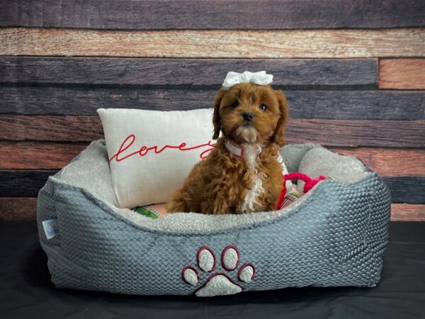 Cavalier King Charles Spaniel/Poodle-DOG-Female-Ruby-24549-Petland Scottsdale, Arizona