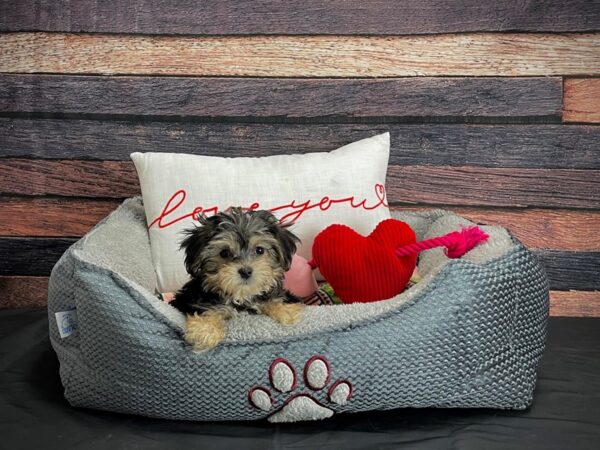 Poodle/Yorkshire Terrier-DOG-Female-Black / Tan-24550-Petland Scottsdale, Arizona