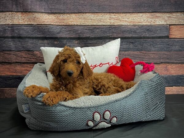 F1B Goldendoodle-DOG-Female-Golden-24552-Petland Scottsdale, Arizona
