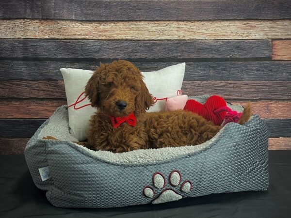 F1B Goldendoodle-DOG-Male-Golden-24551-Petland Scottsdale, Arizona