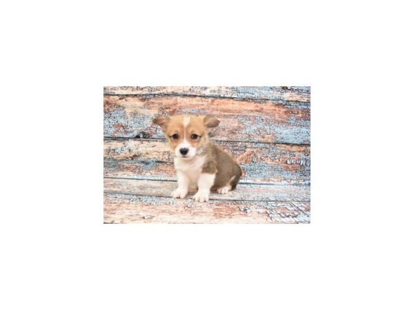 Pembroke Welsh Corgi-DOG-Male-Sable-24560-Petland Scottsdale, Arizona