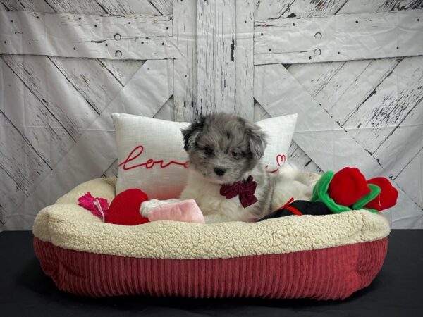 American Eskimo/Poodle-DOG-Male-White / Blue Merle-24577-Petland Scottsdale, Arizona