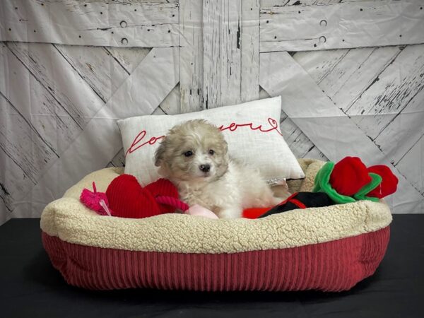 American Eskimo/Poodle-DOG-Female-White / Red Merle-24576-Petland Scottsdale, Arizona