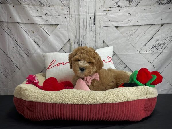 Poodle/Soft Coated Wheaten Terrier-DOG-Male-Apricot-24575-Petland Scottsdale, Arizona