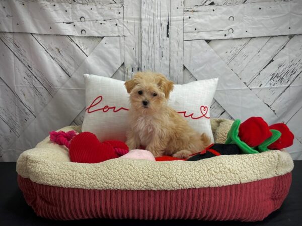 Maltese/Poodle-DOG-Female-Apricot-24574-Petland Scottsdale, Arizona