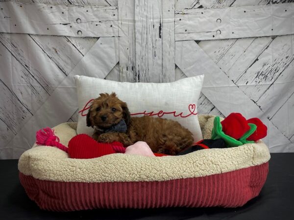 Poodle/Yorkshire Terrier-DOG-Male-Red Sable-24573-Petland Scottsdale, Arizona