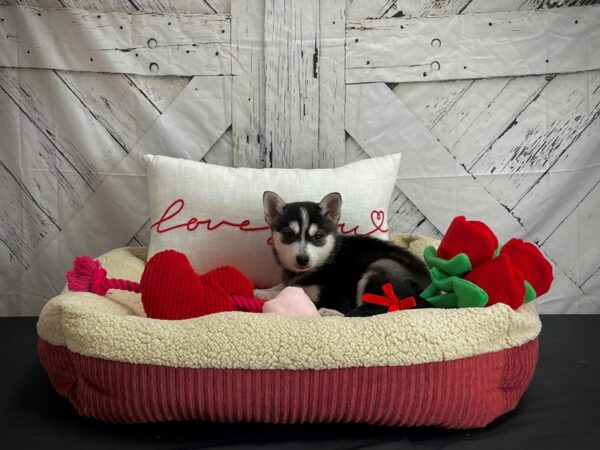 Alaskan Klee Kai-DOG-Male-Black / White-24572-Petland Scottsdale, Arizona