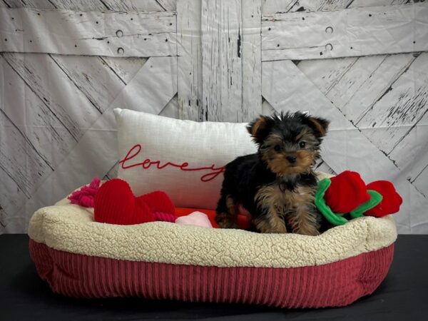 Yorkshire Terrier-DOG-Female-Black / Tan-24571-Petland Scottsdale, Arizona