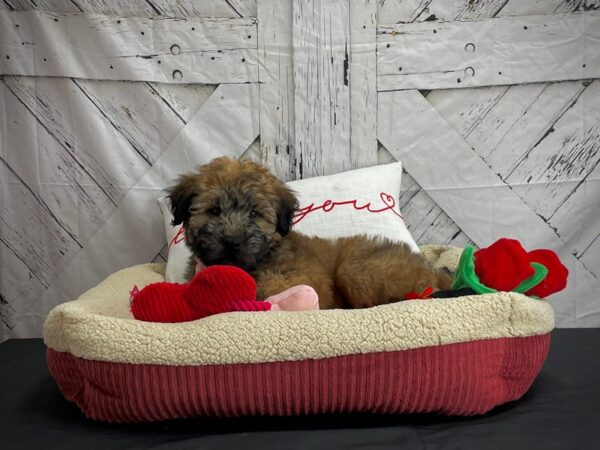 Soft Coated Wheaten Terrier-DOG-Male-Wheaten-24570-Petland Scottsdale, Arizona