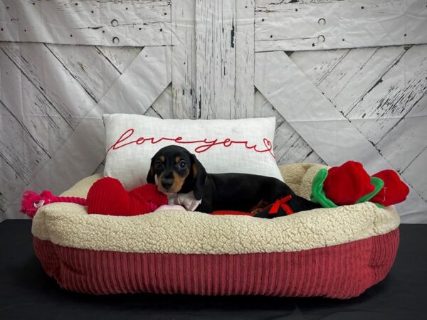 Dachshund-DOG-Male-Black / Tan-24569-Petland Scottsdale, Arizona
