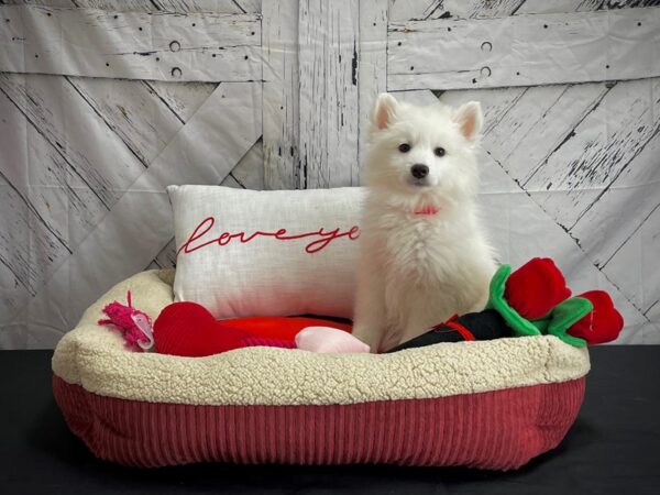 American Eskimo Dog-DOG-Female-White-24568-Petland Scottsdale, Arizona