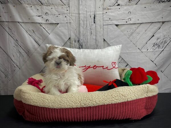Shih Tzu-DOG-Female-White / Blue Fawn-24567-Petland Scottsdale, Arizona
