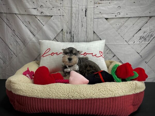 Miniature Schnauzer-DOG-Male-Salt / Pepper-24566-Petland Scottsdale, Arizona