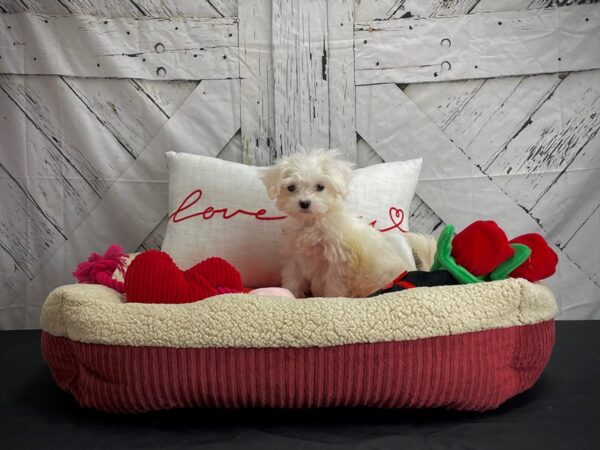 Maltese-DOG-Female-White-24565-Petland Scottsdale, Arizona
