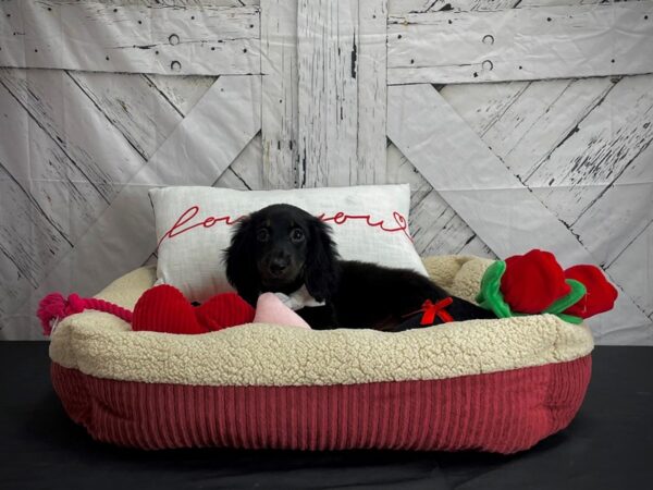 Dachshund-DOG-Male-Black and Tan-24564-Petland Scottsdale, Arizona