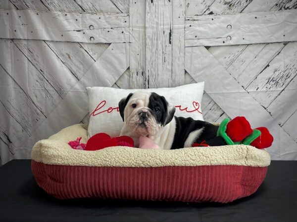 English Bulldog-DOG-Male-Black and White-24563-Petland Scottsdale, Arizona