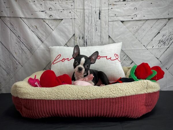 Boston Terrier-DOG-Male-Black and White-24562-Petland Scottsdale, Arizona