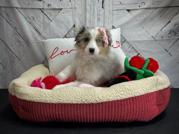 Australian Shepherd-DOG-Female-Blue Merle White and Tan-24561-Petland Scottsdale, Arizona