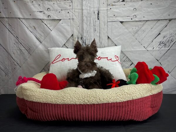Miniature Schnauzer-DOG-Male-Liver-24559-Petland Scottsdale, Arizona