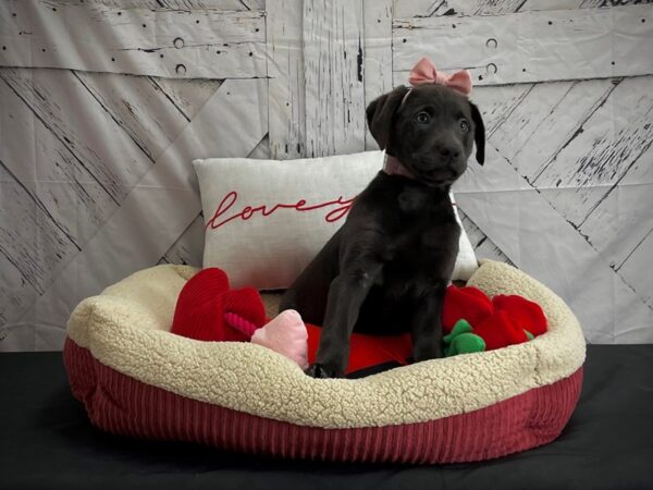 Labrador Retriever-DOG-Female-Black-24558-Petland Scottsdale, Arizona