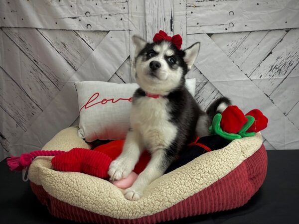 Siberian Husky-DOG-Female-Black and White-24557-Petland Scottsdale, Arizona
